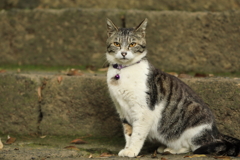 猫ですが何か