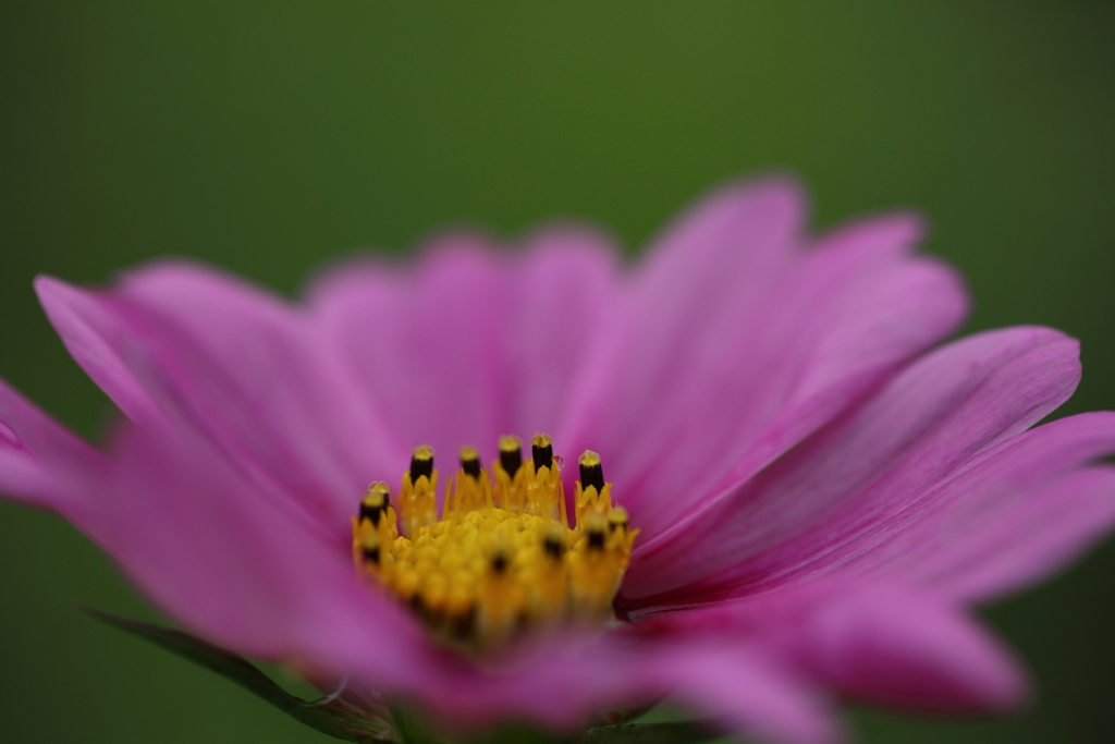 花のベッド