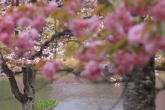 桜の向こうの水辺