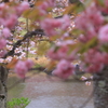 桜の向こうの水辺