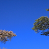 青空での木々の語らい