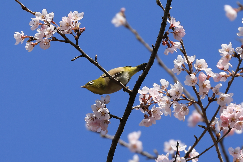 桜とたわむれる鳥