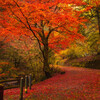 秋降る道