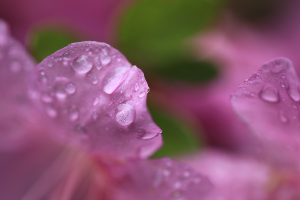 むらさきに濡れて