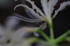 露の思い出
