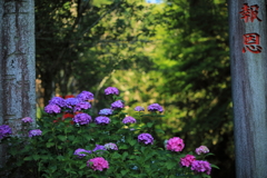 鳥居の下の紫陽花