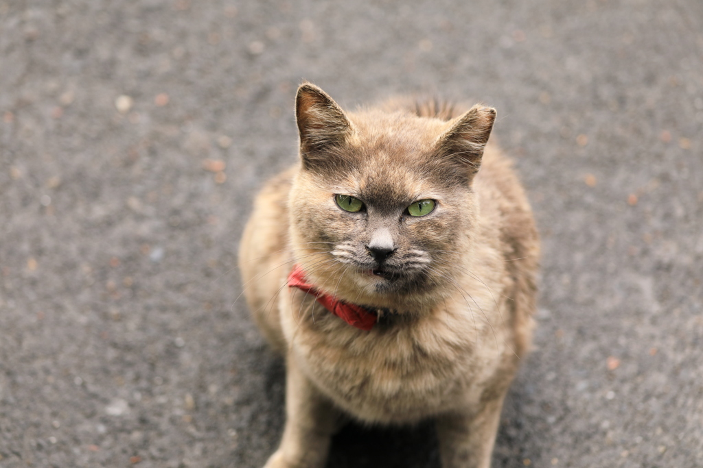 猫目線