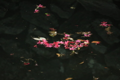 水辺に浮かぶ春