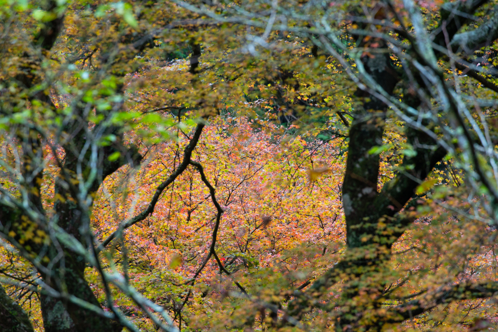 トンネルの向こうの秋