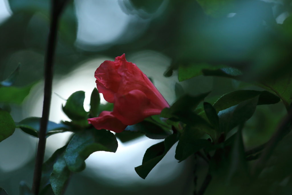 玉ボケの中にて