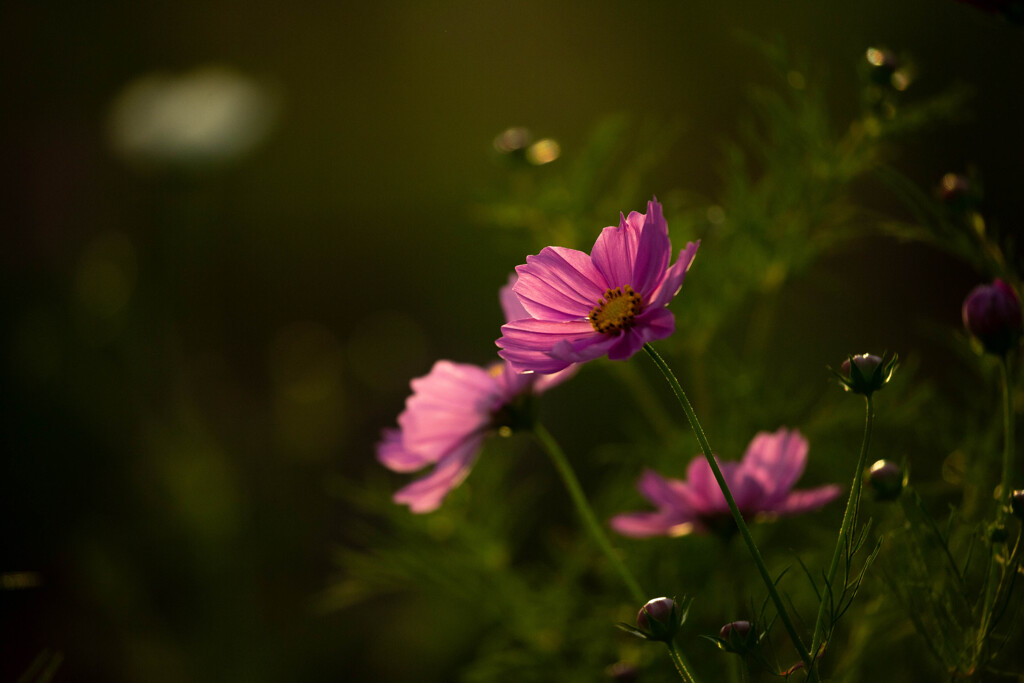 煌めきの夕べ