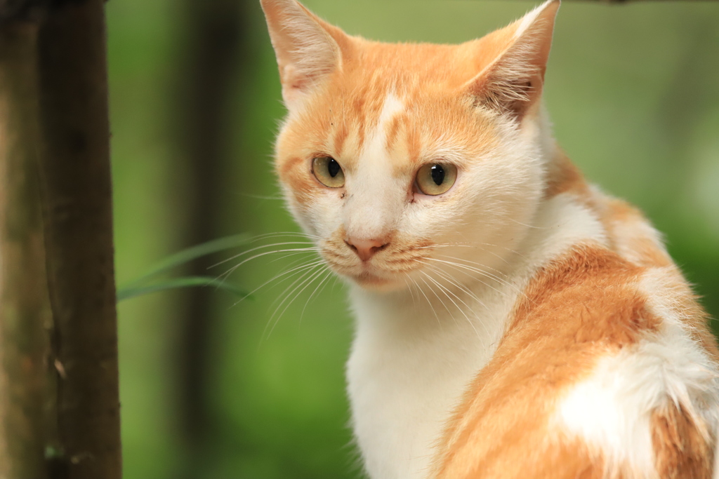 見返り美猫