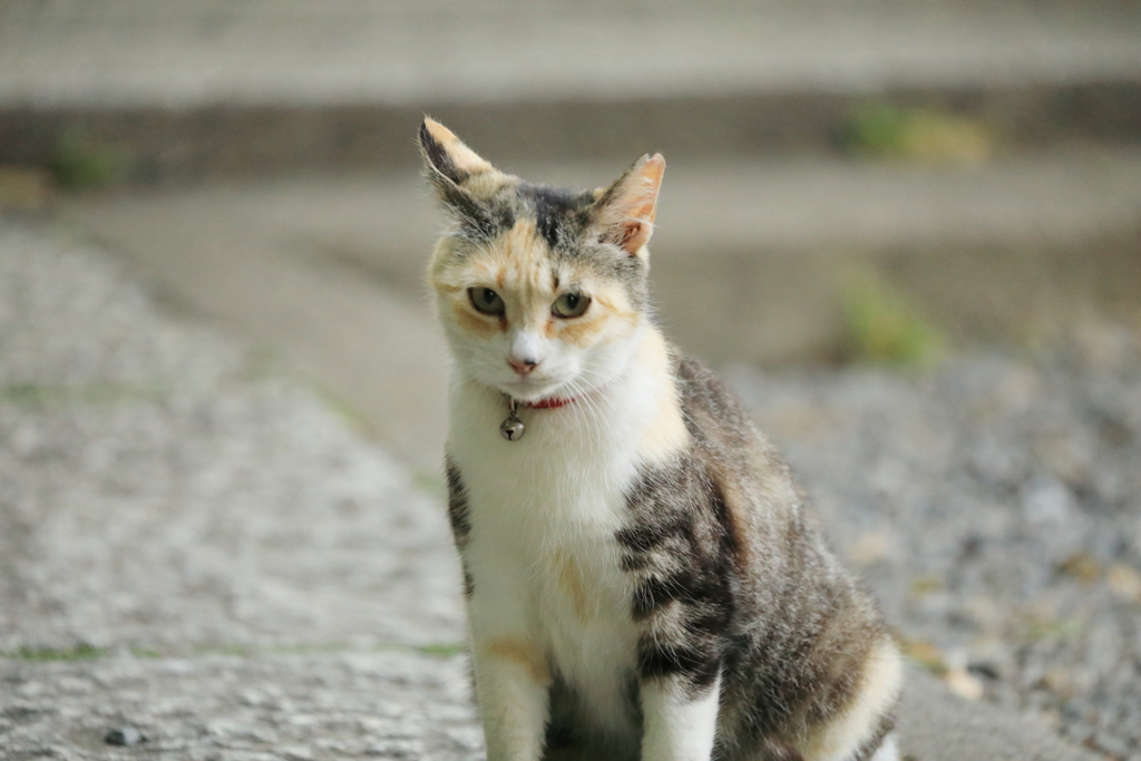 見つめる