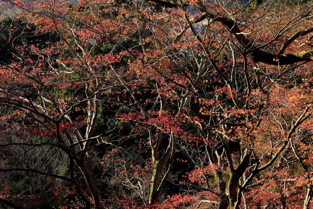 なごり紅葉 ５