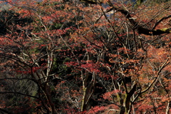 なごり紅葉 ５