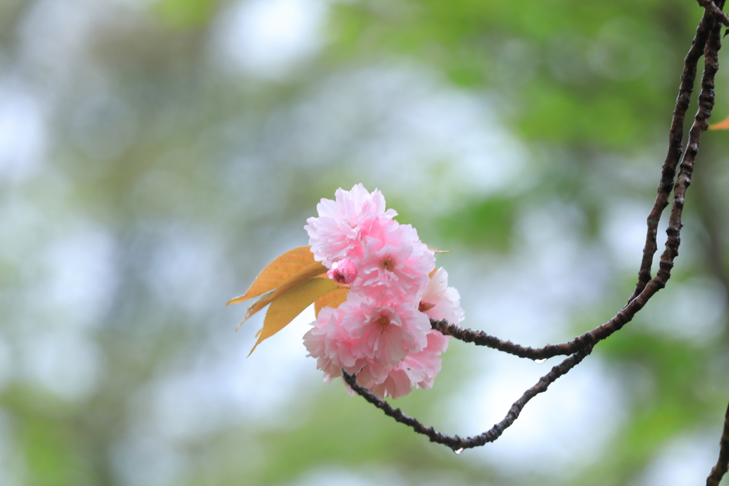 幻に浮かぶ薄紅