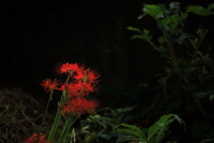 紅の印象