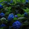 雨の舞
