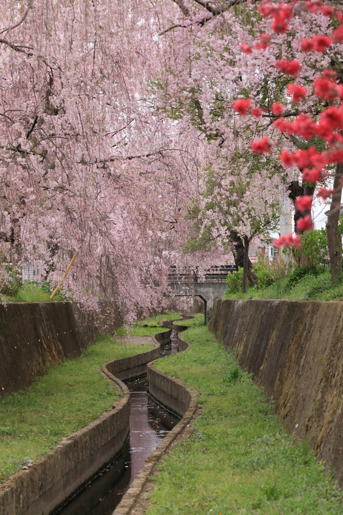 水路沿いのしだれ桜