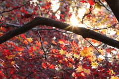 朝日をあびる紅葉