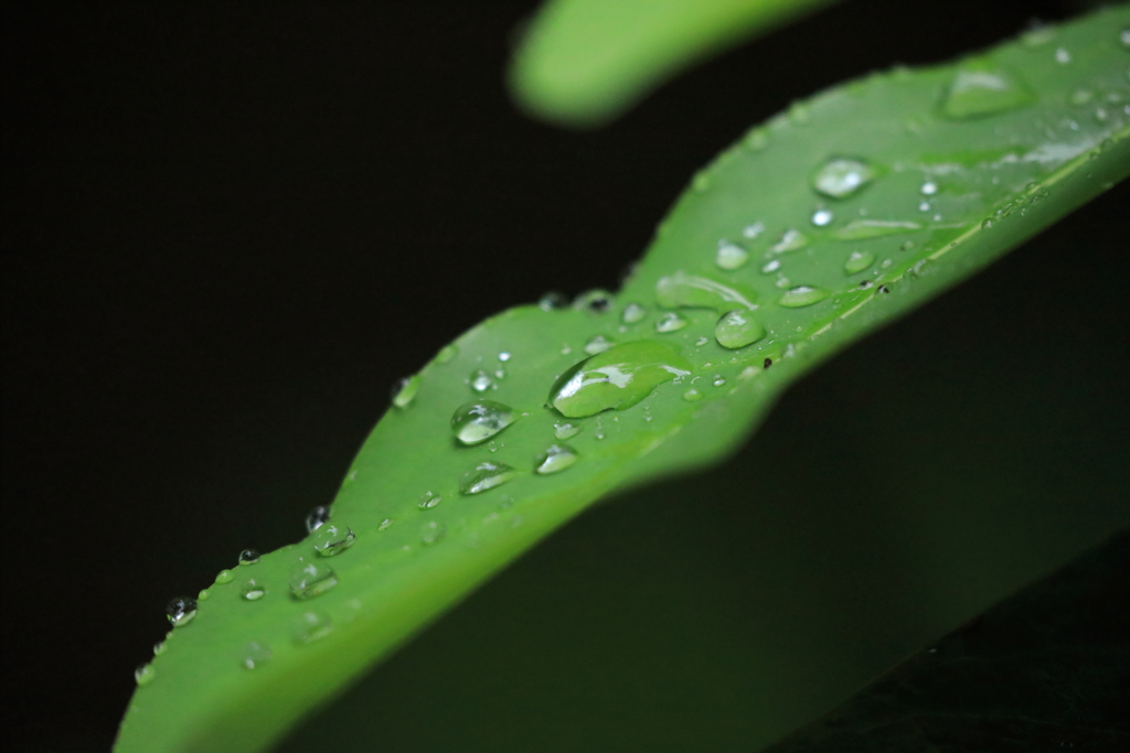 朝雨に濡れて ２