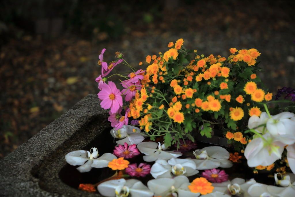 映える花手水