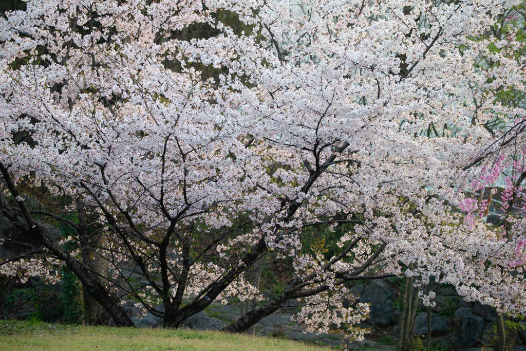 朝の華やぎ