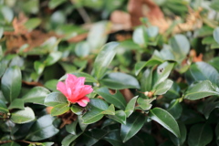 一輪の花 一輪の花