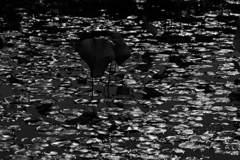 水辺の煌めき 水辺の煌めき