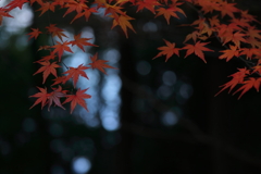 木漏れ日さす秋