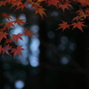 木漏れ日さす秋
