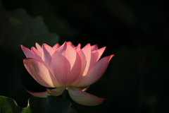 太陽の受け皿