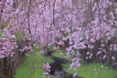 花のれん