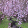 花のれん