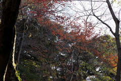 なごり紅葉