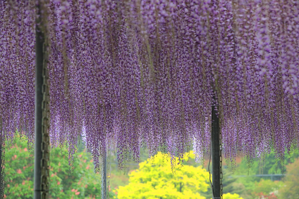 藤と菜の花