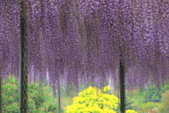 藤と菜の花