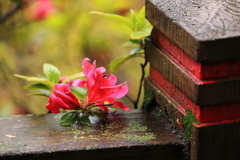 残る 残る