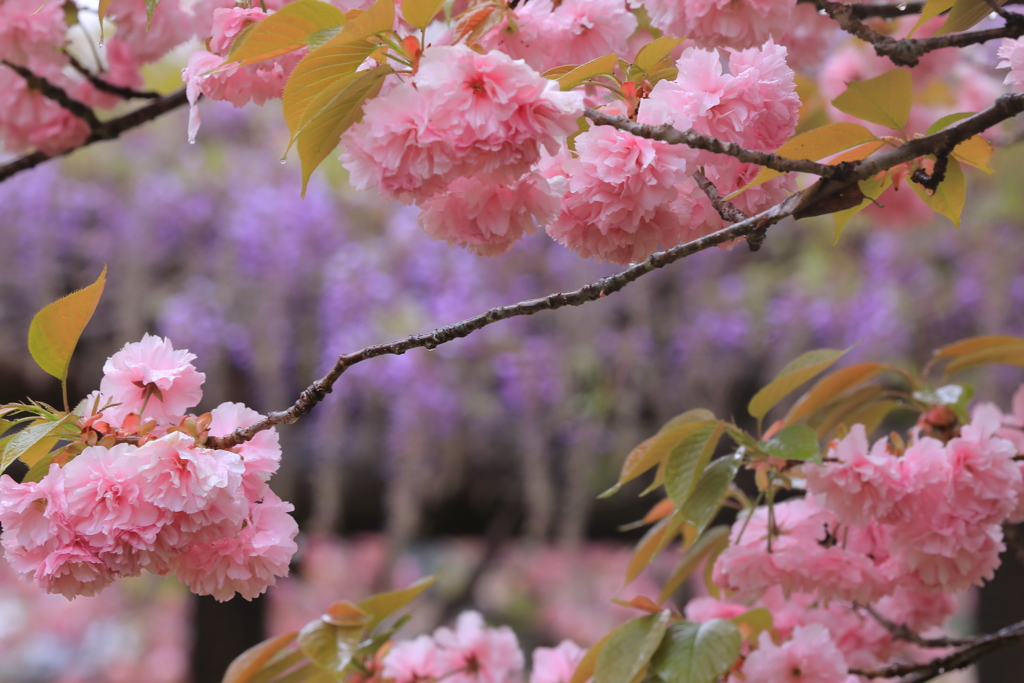 桜の向こうの紫の幻