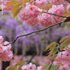 桜の向こうの紫の幻