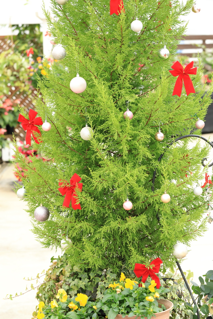 もうすぐクリスマス