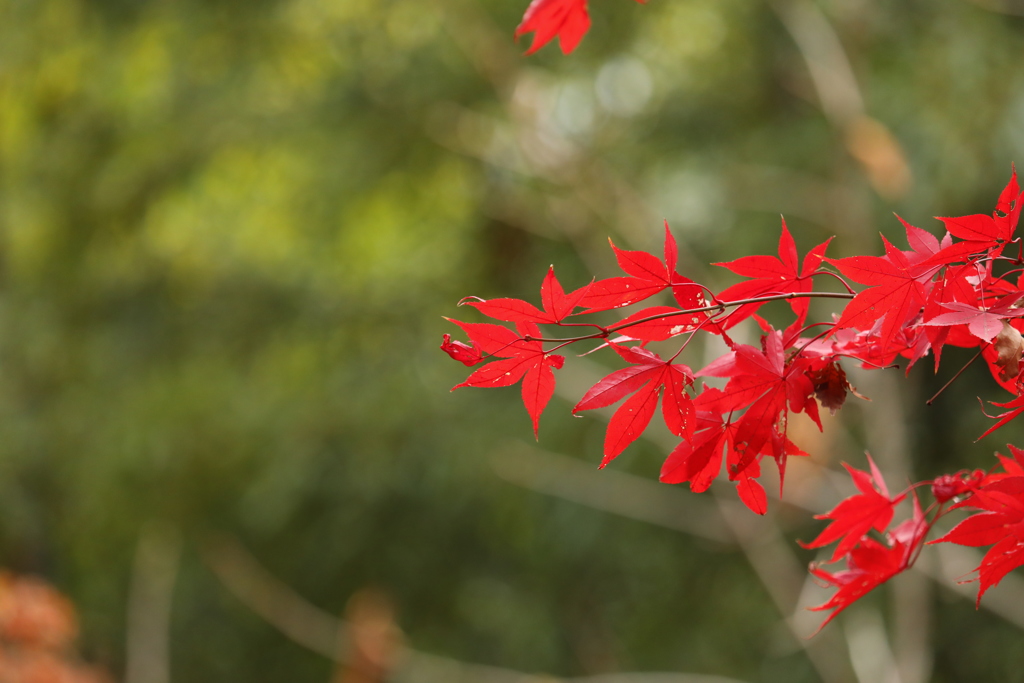 緑に浮き立つ紅葉
