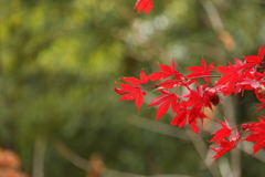 緑に浮き立つ紅葉