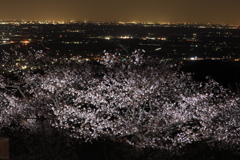 夜景と桜　その２