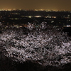 夜景と桜　その２