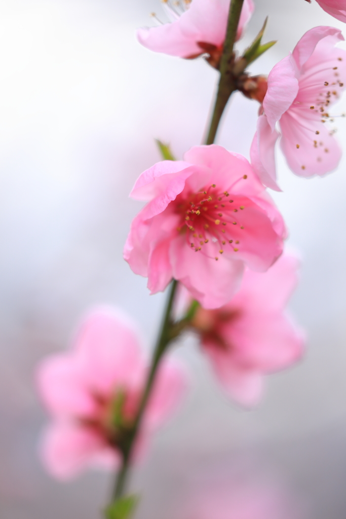 春爛漫