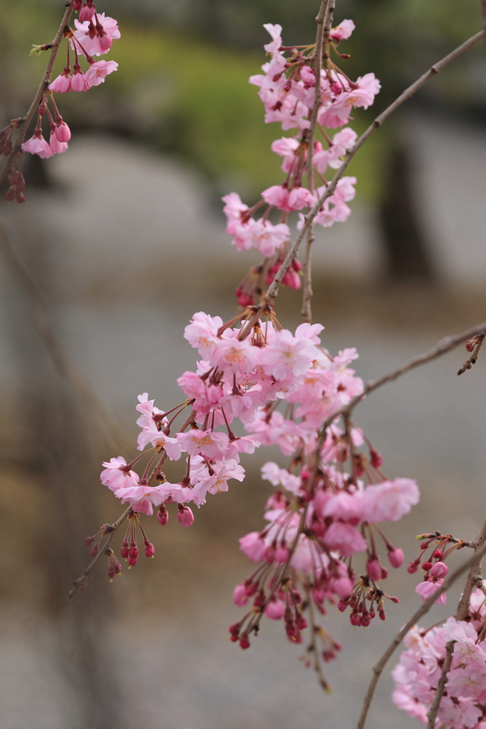 桜の季節