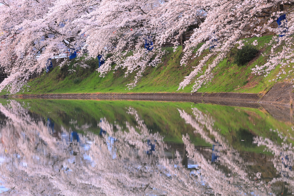 水辺の華やぎ