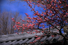 屋根の上の華やぎ