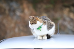 車の屋根にて 車の屋根にて
